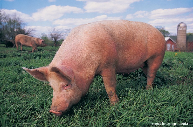 În trei exploatații de porci domestici din Bistrița-Năsăud s-au semnalat cazuri de pestă porcină africană