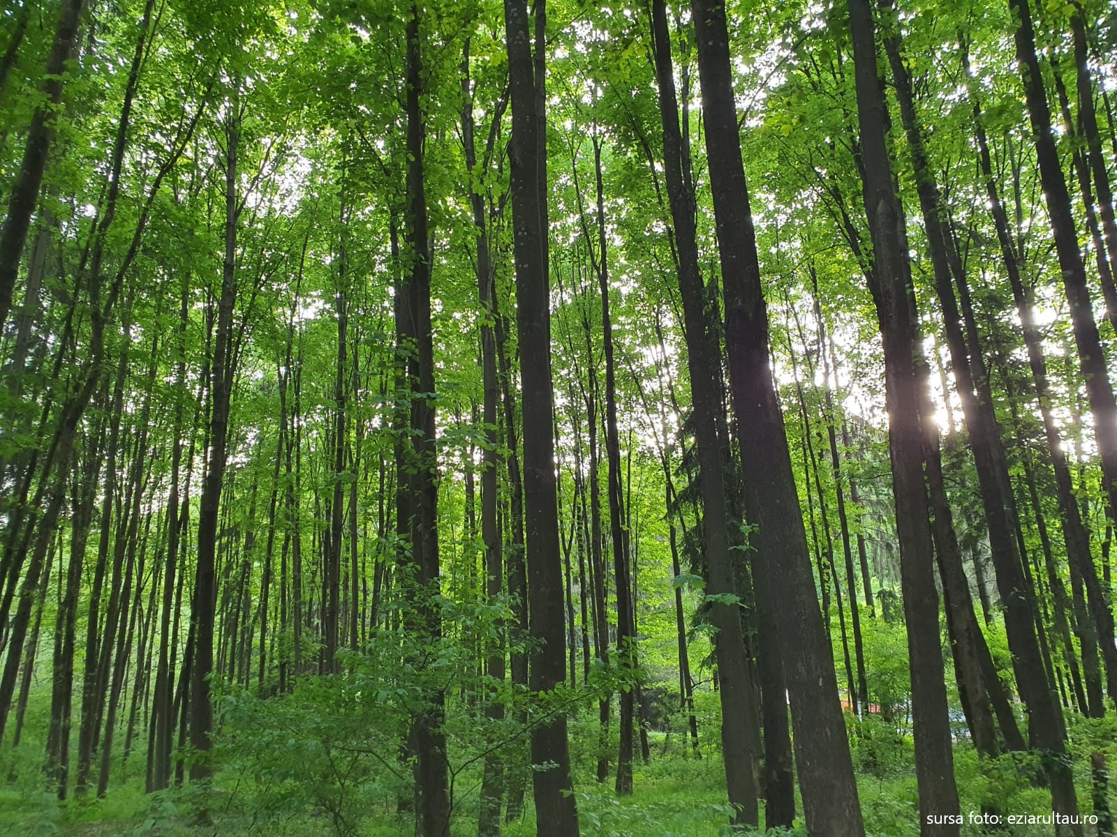 Campania interregională ”Regiunea mea verde”, oportunitate pentru școlile și liceele maramureșene