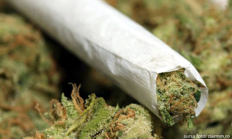În Maramureș, tinerii sunt cei mai atrași de droguri, iar cannabisul e preferatul tuturor