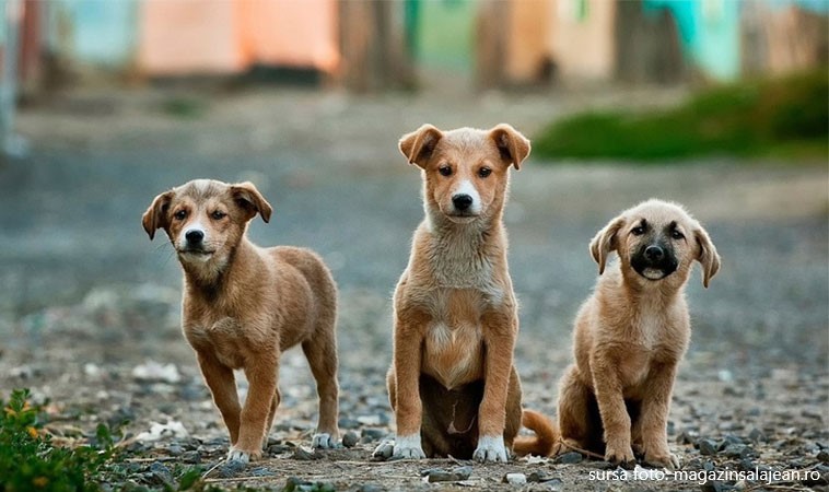 Situația epidemiologică a animalelor la nivelul județului Maramureș este una bună