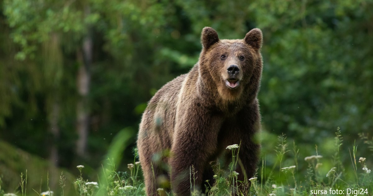 În județul Mureș s-a aprobat împușcarea a 14 urși periculoși anul acesta