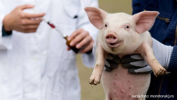 Inspectorii DSVSA au descoperit focare de Pestă Porcină Africană în cinci localități din județ