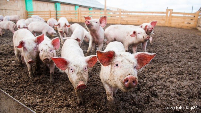 Afacerile fermelor de porci din Mureș sunt grav afectate de pesta porcină și de pandemie