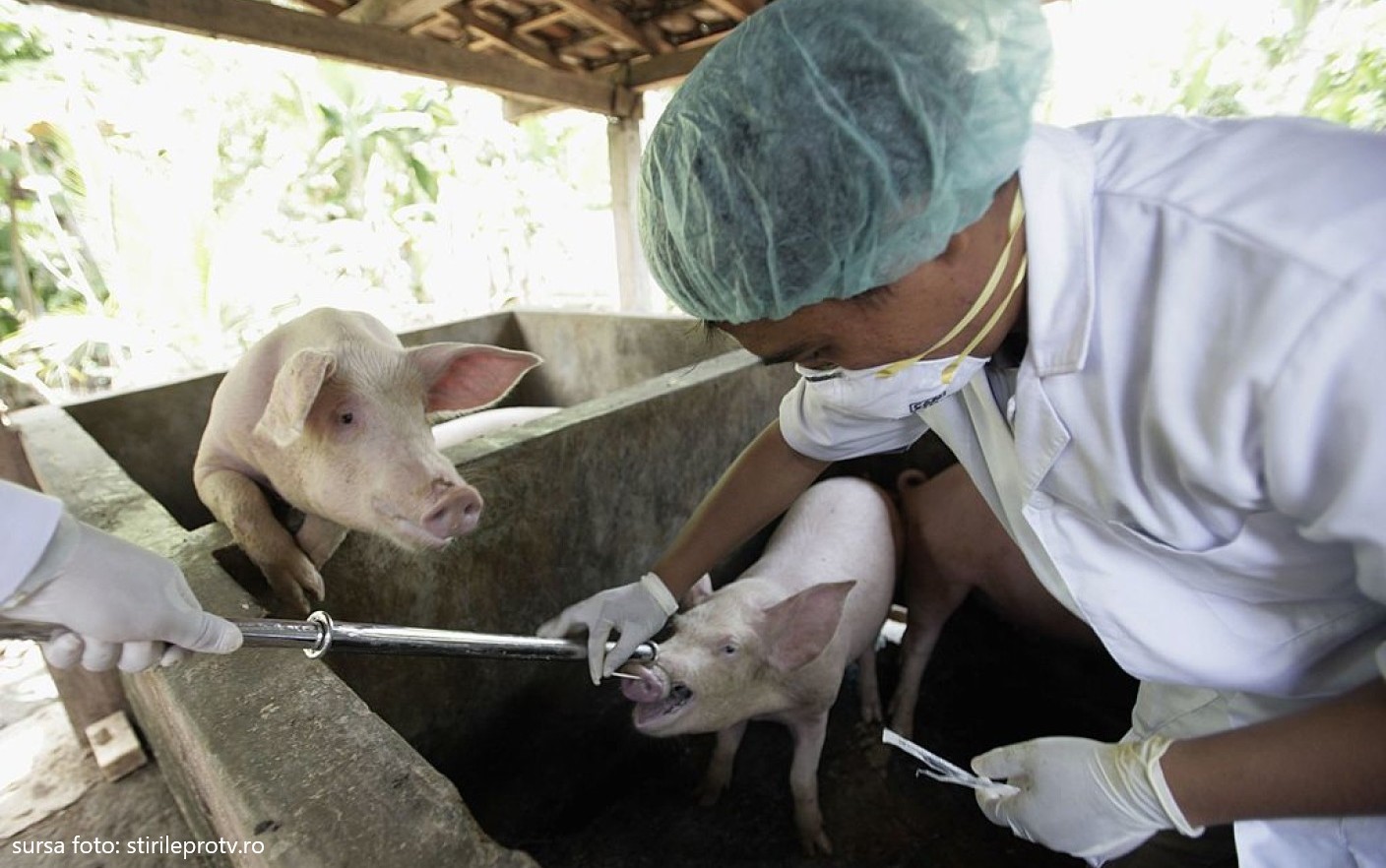 Județul Sibiu a ajuns la nouă focare de pestă porcină. S-au impus noi măsuri de prevenție