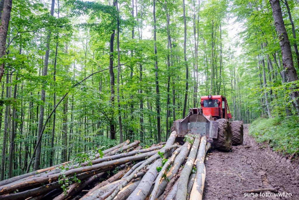 Tăierile ilegale de lemn din Maramureș vor fi verificate de o comisie mixtă nou înființată