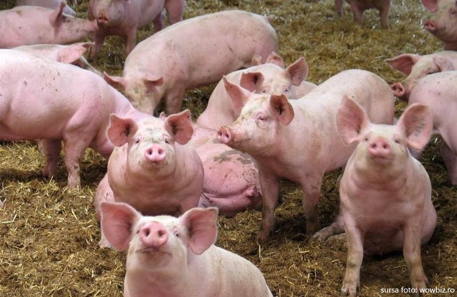 Un nou focar de pestă porcină africană a fost descoperită în localitatea Micăsasa