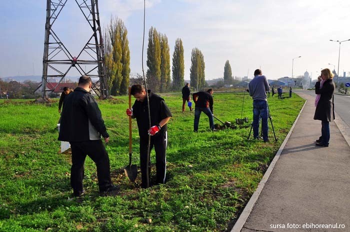 200 de copaci au fost plantați în ultima lună de zile pe centura municipiului Oradea