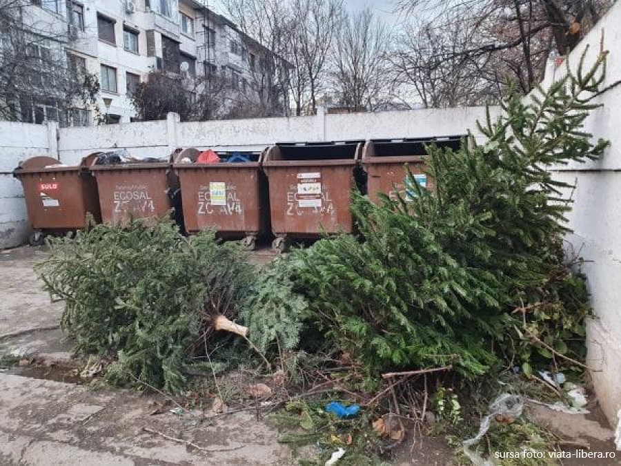 Aviz celor interesați: brazii de Crăciun sunt ridicaţi gratuit de Primărie în municipiul Cluj-Napoca