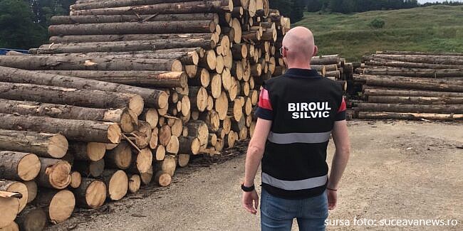 Acțiuni în Maramureș, pentru prevenirea și combaterea tăierilor ilegale de arbori